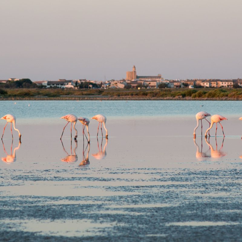 vue-de-la-camargue